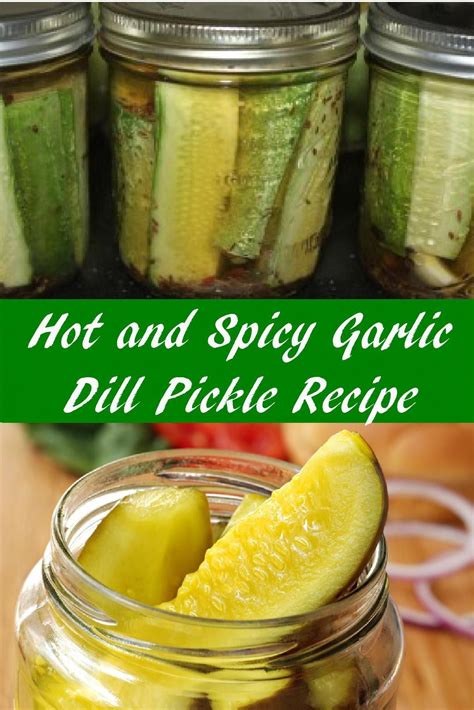 Hot And Spicy Garlic Dill Pickle Recipe Our Favorite Pickle Recipe