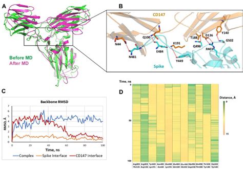 Molecular Dynamics Simulation Of The Proposed Spike Rbd Cd Complex