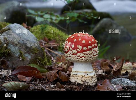 Giftiger Pilz Amanita Muscaria Im Buchenwald Bekannt Als Fliege Agaric