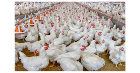 How to Start Broiler Chicken Farming – Business Plan for Broiler ...