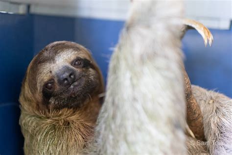 Professor Archimedes The Sloth Institute