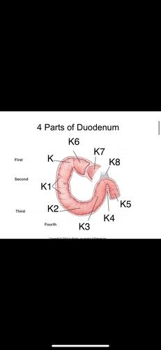 Radiologic Anatomy And Positioning Chpt Biliary Tract And Upper Gi