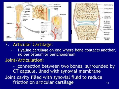 Ppt Chapter 6 Osseous Tissue And Bone Structure Powerpoint