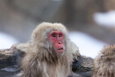 Premium Photo | Japanese snow monkey in hot spring