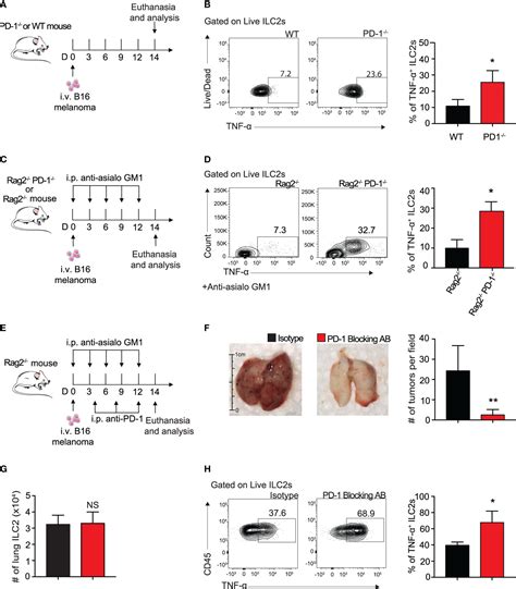 Frontiers Pd Blockade On Tumor Microenvironment Resident Ilc S