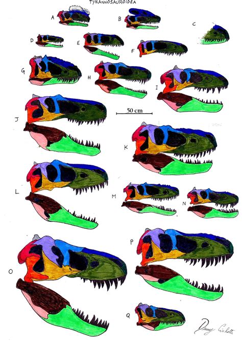 Tyrannosauroidea skull comparison by Dennonyx on DeviantArt