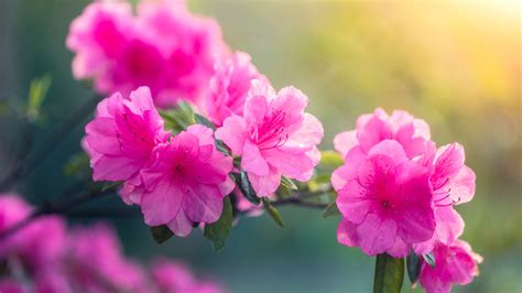 Azalea Pink Flower Branch Hd Flowers Wallpapers Hd Wallpapers Id 51533