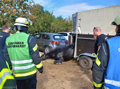 Pferd in Hängertüre eingeklemmt Feuerwehr Bad Rappenau