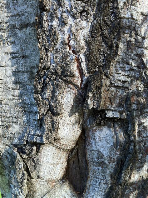 Free Images Tree Nature Rock Branch Wood White Texture Leaf