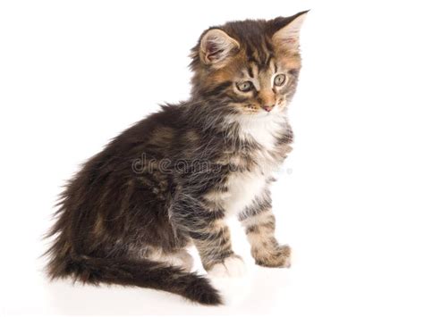 Brown Tabby Maine Coon Kitten On White Background Stock Image Image Of Active Eyes 10365819