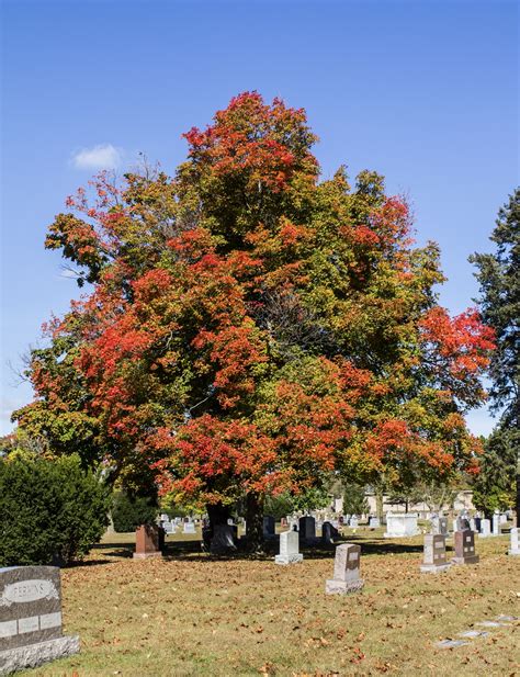 Edit Free Photo Of Cemeteries Fall Autumn Trees Colorsfall Colors