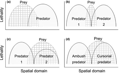 Standard Hypotheses About How Prey Spatially Avoid Predators In