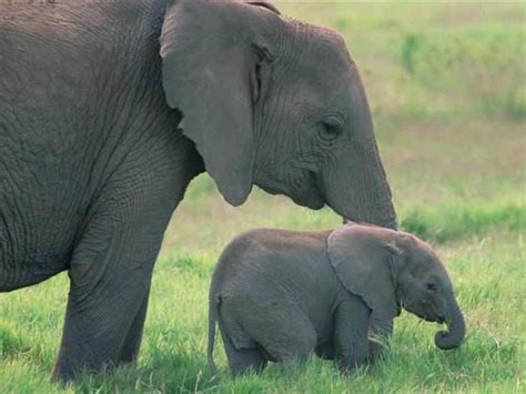 La Ternura De Los Elefantes Bebes Momentos Dulces