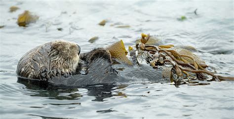 Southern Sea Otter Enhydra Lutris Nereis Curled Up Aslee Flickr