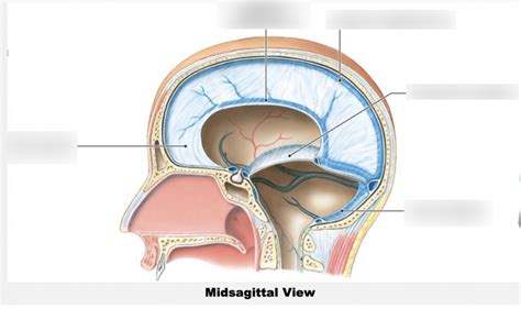 Venous Sinuses Of Dura Mater Sagittal Section Diagram Quizlet Lupon