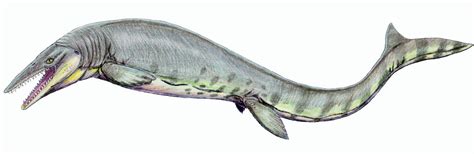 Kansas State Fossil - Tylosaurus & Pteranodon - FossilEra.com