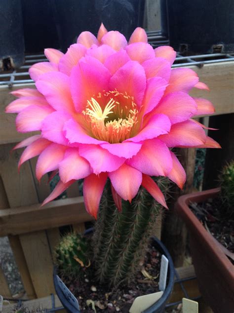 Trichocereus Hybrid "Tricho 16" – Savage Blossoms