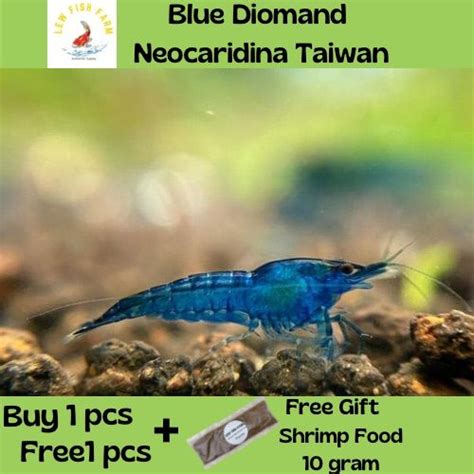 Blue Diamond Shrimp Udang Akurium Neocaridina Taiwan 1 Pcs Free 1