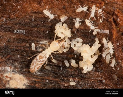 Termite Larvae Identification