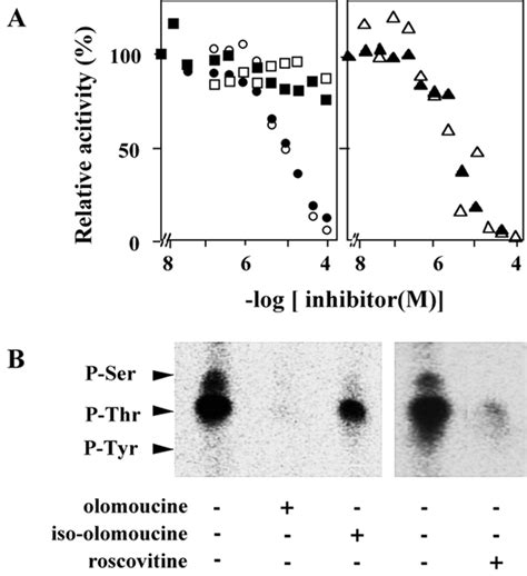 Effect Of Cdk Inhibitors On P Phosphorylation In Vitro And In Vivo A Download Scientific