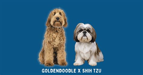 Goldendoodle-Shih Tzu Mix: A Perfect Blend of Cuteness