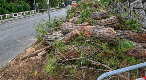 Malattie E Maltempo Oltre Un Centinaio Gli Alberi Da Tagliare Ecco La