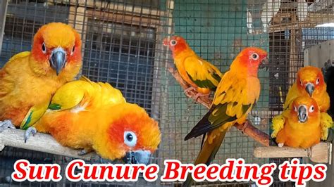 Sun Conure Breeding ProgressSun Conure Yellow Side Conure Green