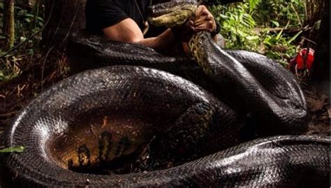 PETA Condemns Discovery Channel For Showing Anaconda Eating Man Alive
