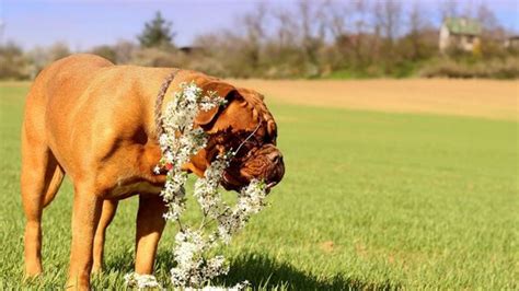 Rebaño combinación Guinness se contagia la leishmaniasis de un perro a