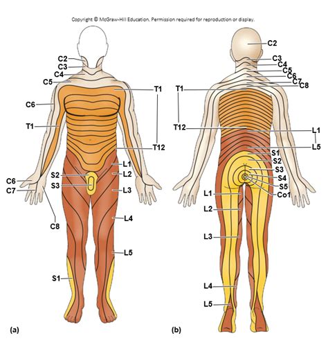 Dermatome Map Exercise 28 Meninges Spinal Cord And Spinal Nerves Diagram Quizlet