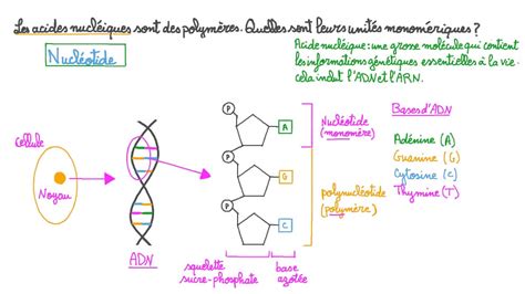 Vidéo Question Identifier Les Unités Monomériques Dans Les Polymères D’acides Nucléiques Nagwa
