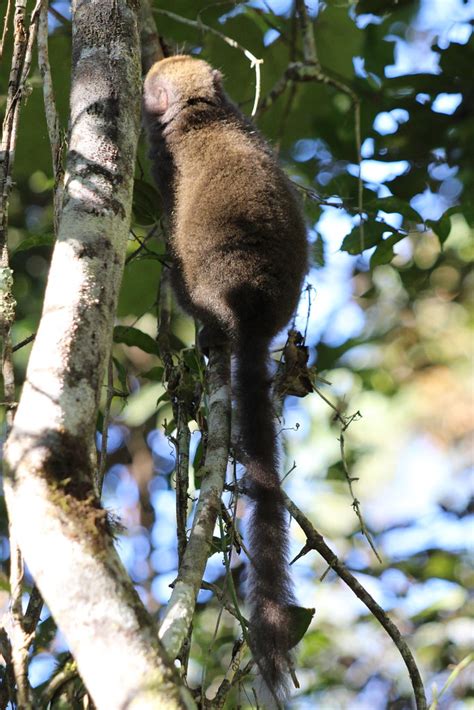 Grey Bamboo Lemur Hapalemur Griseus VOIMMA Andasibe Flickr