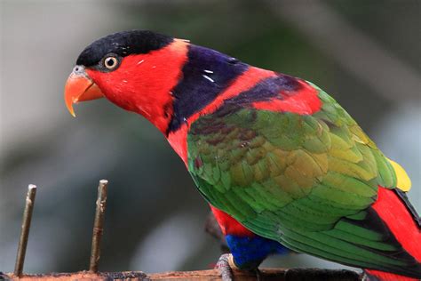 Black Capped Lory Lorius Lory Photo Call And Song