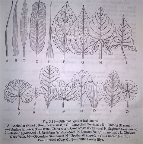 Leaf: shape of the lamina or leaf blade, prefoliation-digieduco