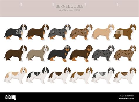 Bernedoodle Mix Breed Clipart Different Coat Colors And Poses Set