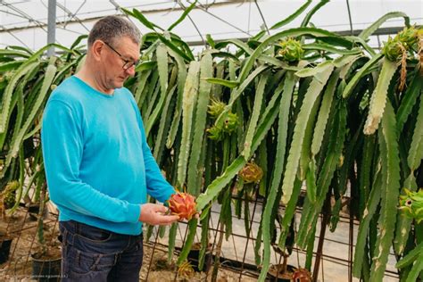 Un agricultor introduce con éxito el cultivo de la pitaya en el levante