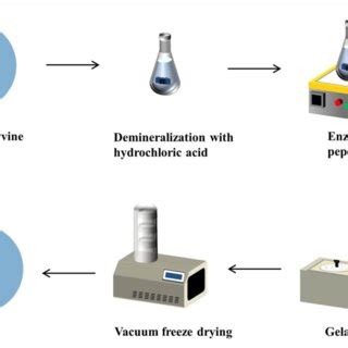 Figure A Flowsheet Of Gelatin Extraction By The Enzymatic Method