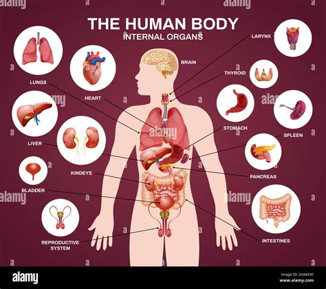 Internal Human Organs Silhouette Composition With Human Body Internal Organs Headline And