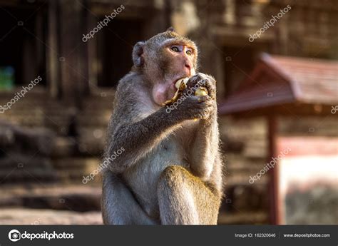 Monkey eating banana. Stock Photo by ©praewa_koreashopping@hotmail.com 162320646