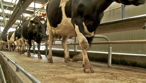 Dairy Dairy Advice Act Early When Managing Body Condition Score Over