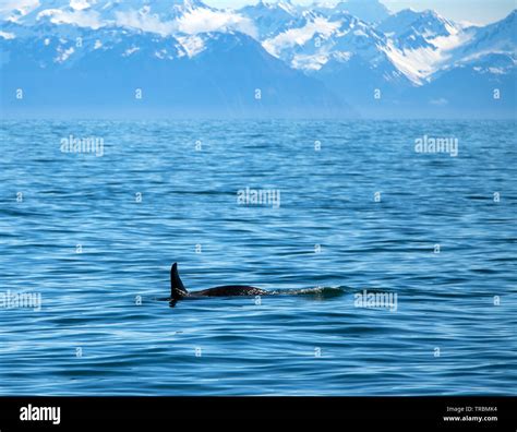 Orca Killer Whale In Kenai Fjords National Park In Seward Alaska United