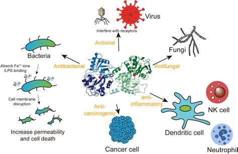 The Functions Of Lactoferrin Lactoferrin Has A Broad‐spectrum