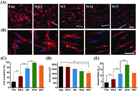 Influence Of Different Wrinkle Size On The Morphology Of Hbm Mscs A