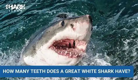 How Many Teeth Does a Great White Shark Have? | Shark Sider