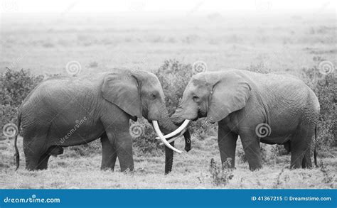 Elephant Love Stock Image Image Of Tangled Trunksn 41367215