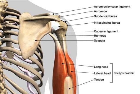 Ac Joint Anatomy