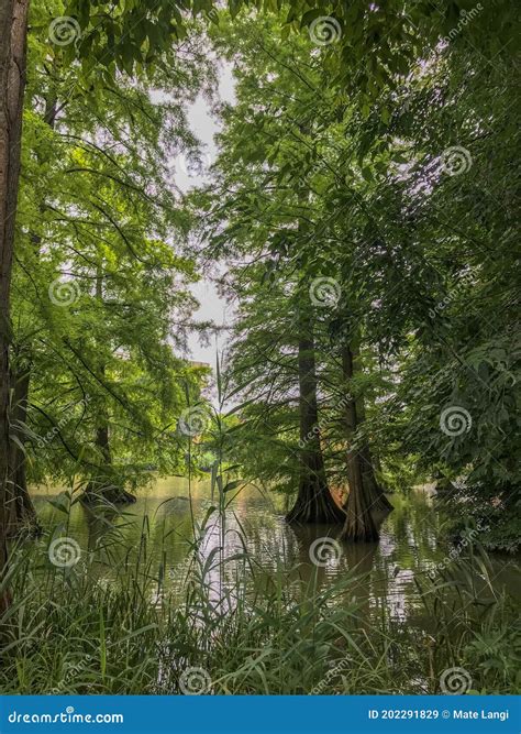 Swamp Trees Standing In Water Royalty-Free Stock Image | CartoonDealer