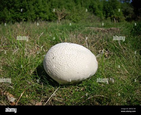 Hongo Gigante Blanco De Bola De Frailecillos Calvatia Gigantea Que