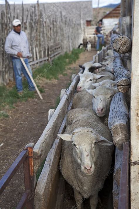 Sheep farming - Stock Image - C020/9673 - Science Photo Library