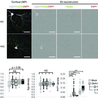 Synapse Densities Of PrP Sc Positive Neurons Neurons Were Transduced